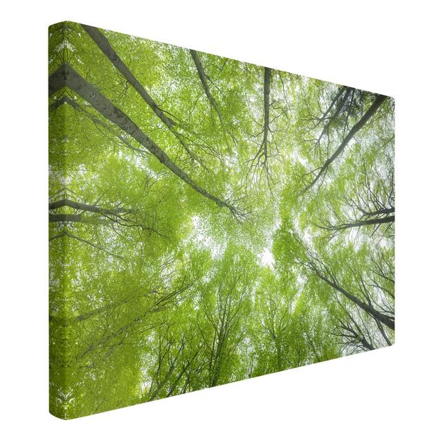 Beech Forest on the Lindkogel - Wrapped Canvas Photograph Union Rustic Format: Recycled Canvas, Size: 60cm H x 90cm W on Productcaster.