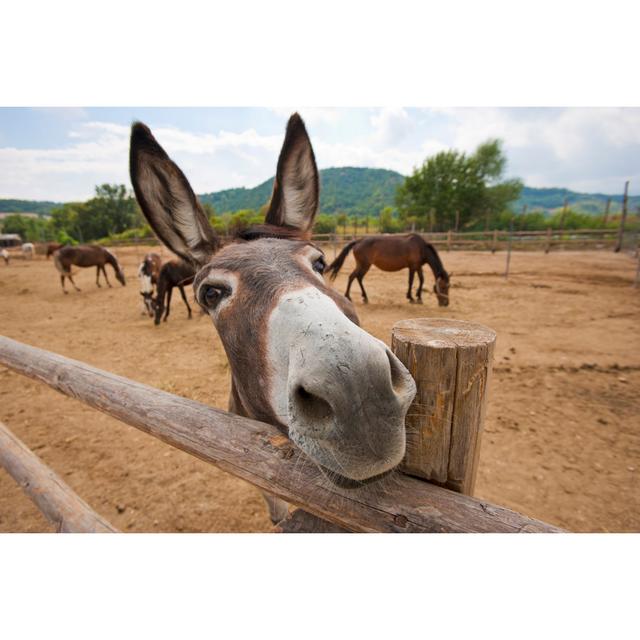 Funny Donkey by YiorgosGR - Wrapped Canvas Print Brambly Cottage Size: 51cm H x 76cm W on Productcaster.