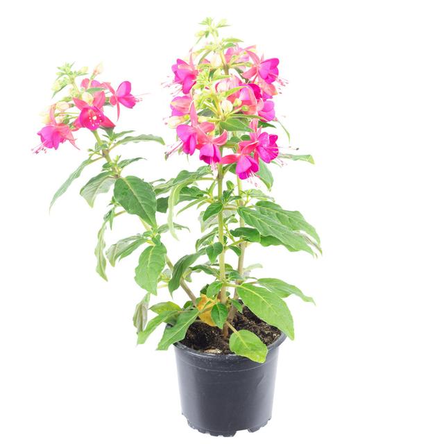 Standing fuchsia - pink The Seasonal Aisle on Productcaster.