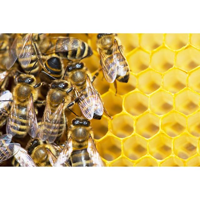 Honey Bees on Honeycomb by Irochka_T - Wrapped Canvas Photograph 17 Stories Size: 51cm H x 76cm W on Productcaster.