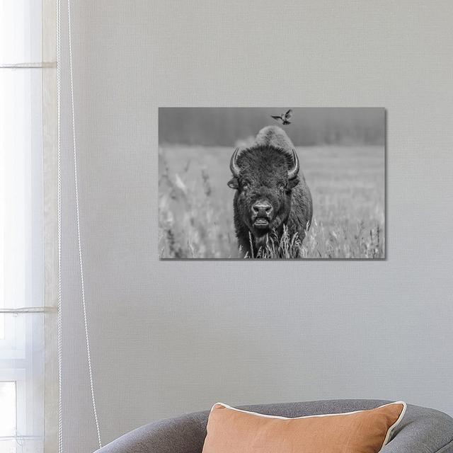 American Bison Bull with Landing Female Brown-Headed Cowbird, Grand Teton National Park, Wyoming by Tim Fitzharris - Wrapped Canvas Photograph Alpen H on Productcaster.