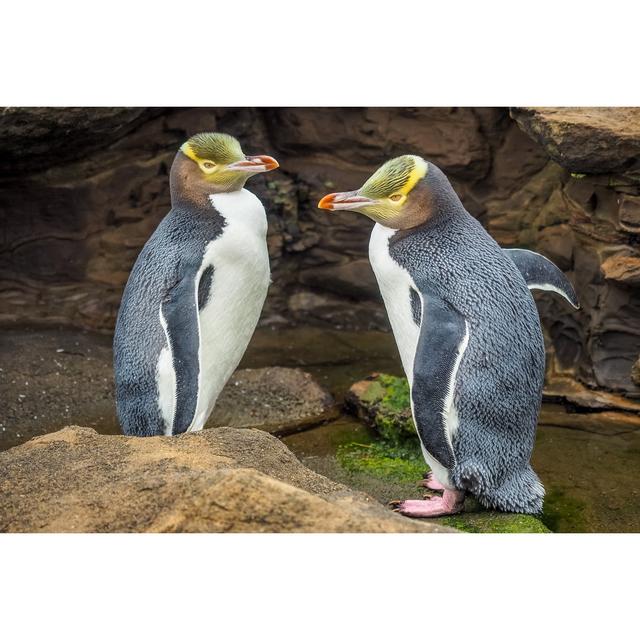 Tow Yellow Eyed Penguins Are in the Wild New Zealand Native Penguin - Wrapped Canvas Photograph Ebern Designs Size: 51cm H x 76cm W on Productcaster.