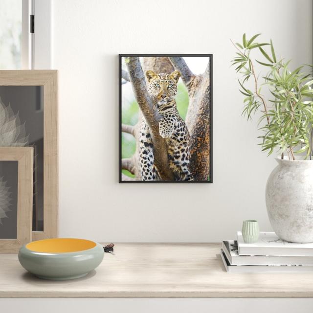 Leinwandbild „Maiestätischer Leopard auf Baum A" von Emmanuel Keller (Tombako the Jaguar), Grafikdruck East Urban Home Größe: 38cm H x 30cm B, Format: on Productcaster.