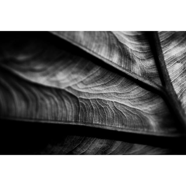 Plant Leaf Detail by Andipantz - Print 17 Stories Size: 80cm H x 120cm W on Productcaster.