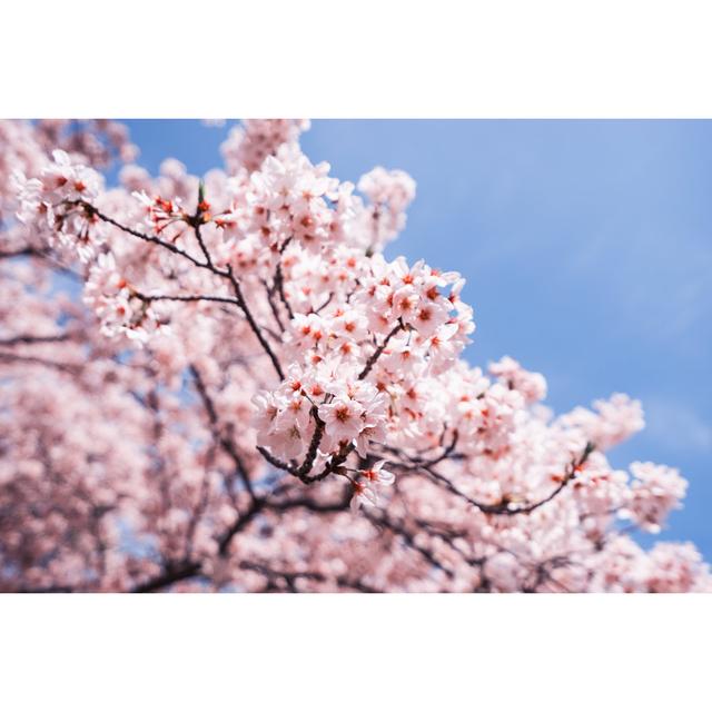 Cherry Blossoms by Nut21stat1st - Wrapped Canvas Print 17 Stories Size: 20cm H x 30cm W on Productcaster.