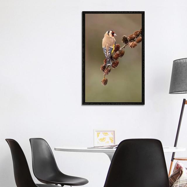 Goldfinch on Larch Cones by Dean Mason - Photograph Print on Canvas Ebern Designs Size: 101.6cm H x 66.04cm W x 3.81cm D, Format: Black Framed on Productcaster.