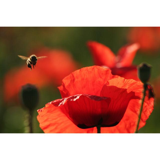 Worthville Red Poppies - Print Latitude Run Size: 51cm H x 76cm W x 3.8cm D on Productcaster.