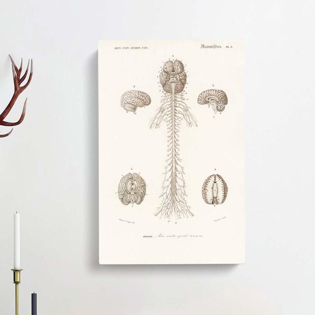 Human Brain Illustration by Charles D' Orbigny - Wrapped Canvas Print East Urban Home Size: 76cm H x 50cm W x 3cm D on Productcaster.