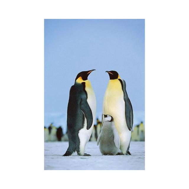 Emperor Penguin Family, Antarctica by Konrad Wothe - Wrapped Canvas Photograph Brambly Cottage Size: 101.6cm H x 66.04cm W x 1.91cm D on Productcaster.