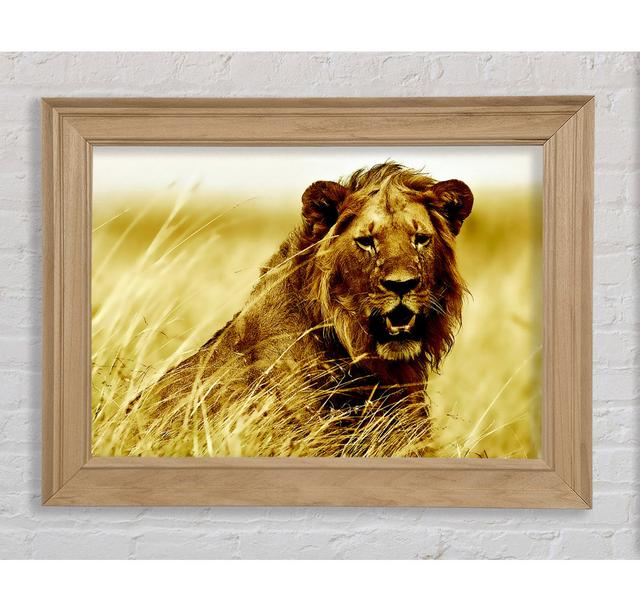 Lion Watching Out for Dinner - Bilderrahmen Kunstdrucke Bright Star Größe: 59,7 cm H x 84,1 cm B on Productcaster.