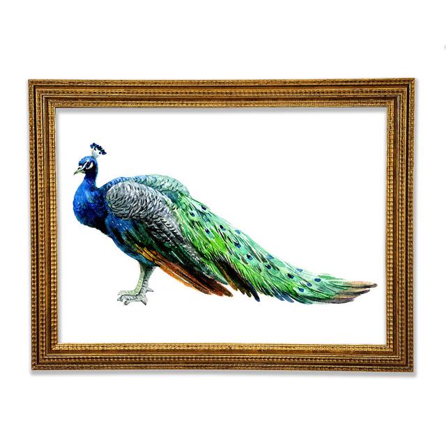 Peacock Stance - Print Latitude Vive Size: 29.7cm H x 42cm W x 3cm D on Productcaster.