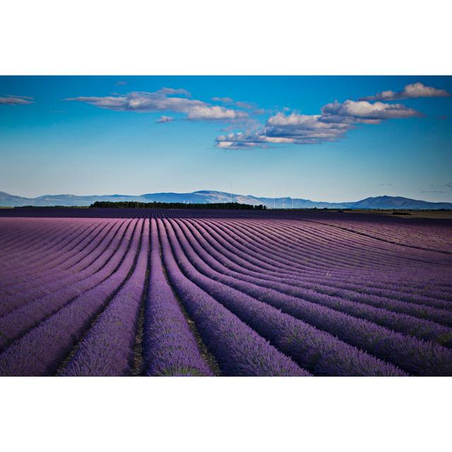 Sunbeam On The Lavander Fields by Xavierarnau - No Frame Art Prints on Canvas Lily Manor Size: 81cm H x 122cm W on Productcaster.