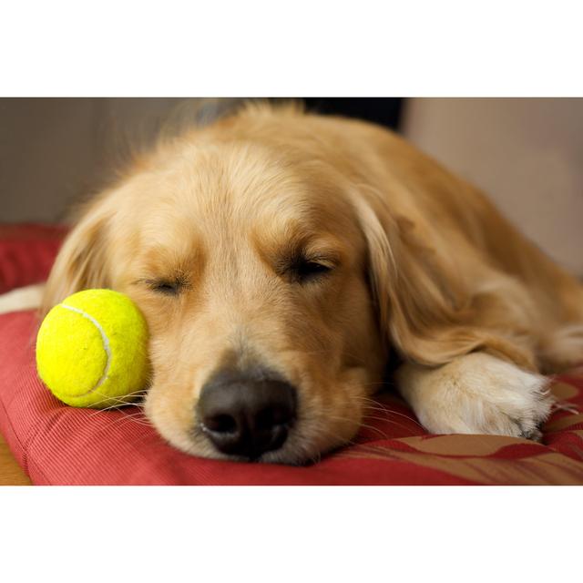 Sleeping Golden Retriever by Redcup2 - Wrapped Canvas Print 17 Stories Size: 30cm H x 46cm W on Productcaster.