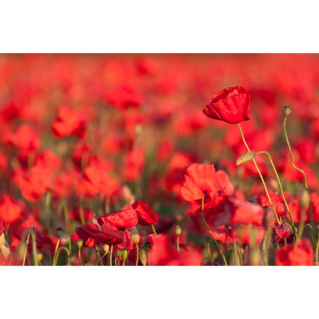 Poppies in a Field by Allou - Wrapped Canvas Photograph Marlow Home Co. Size: 30cm H x 46cm W on Productcaster.