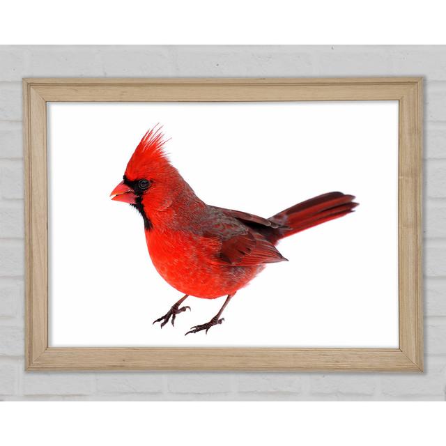 Scarlet Tanager Bird Framed Print The Seasonal Aisle Size: 29.7cm H x 42cm W x 1.5cm D, Format: Natural Framed Paper on Productcaster.