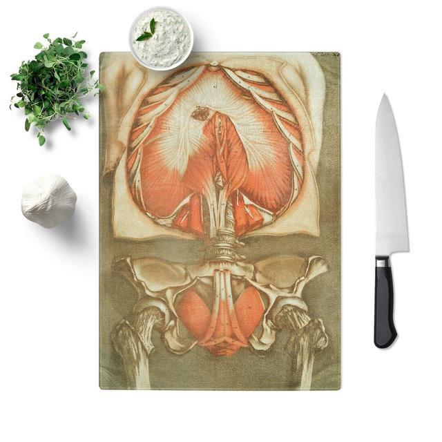 Tempered Glass Anatomical Illustrations of the Lungs Chopping Board East Urban Home Size: 28.5 cm W x 39 cm L on Productcaster.