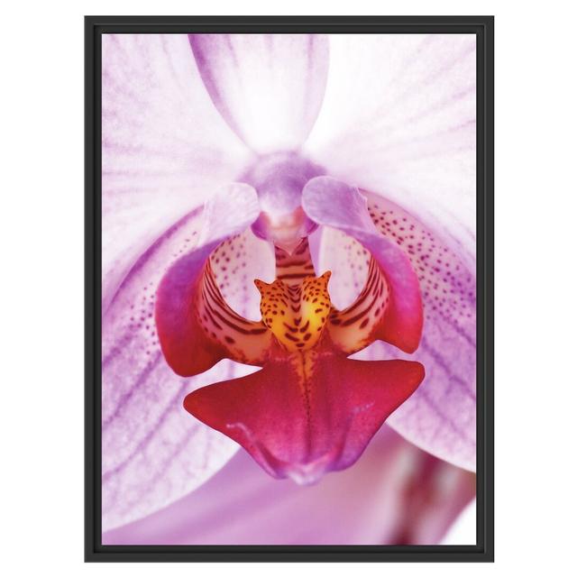 Gerahmtes Wandbild schöne Orchidee East Urban Home Größe: 80 cm H x 60 cm B on Productcaster.