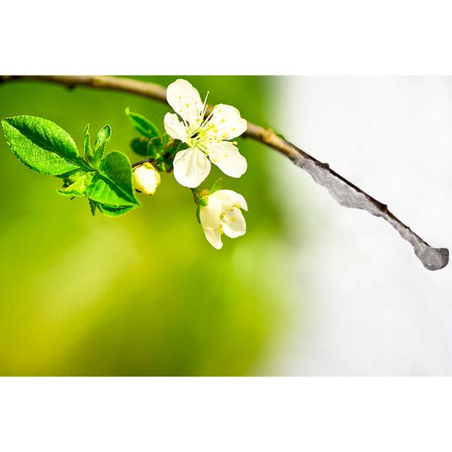 Apple Branch by RADsan - Wrapped Canvas Print 17 Stories Size: 20cm H x 30cm W on Productcaster.