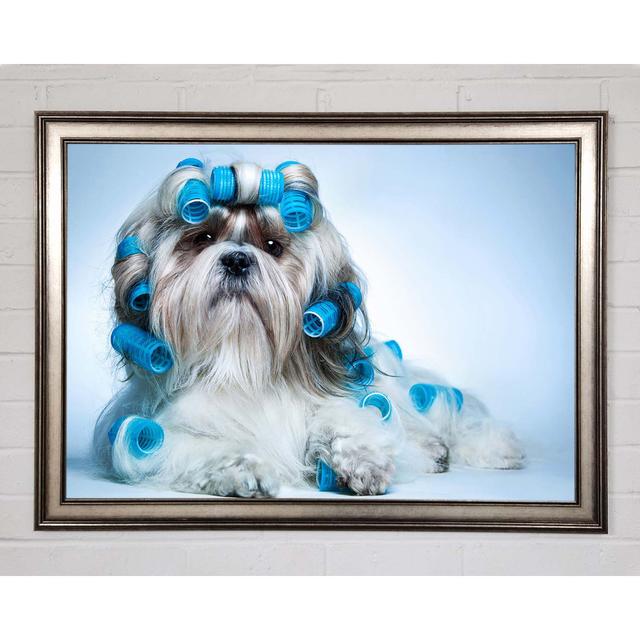 Shih Tzu Dog In Curlers - Single Picture Frame Art Prints Happy Larry Size: 42cm H x 59.7cm W x 1.5cm D on Productcaster.