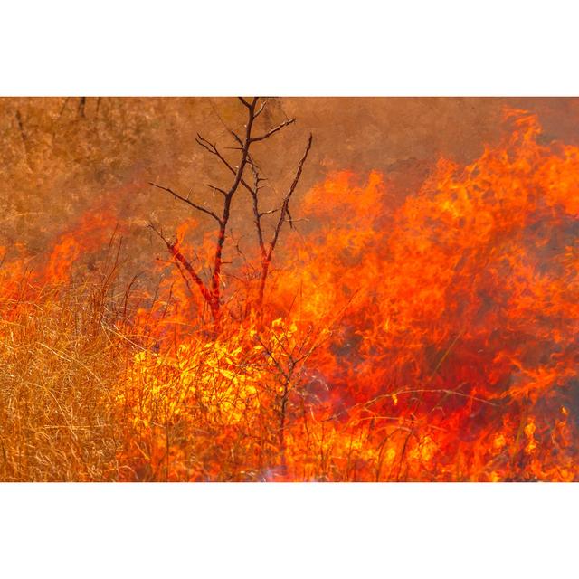 Australian Bushfire Background by Bennymarty - Wrapped Canvas Photograph 17 Stories Size: 51cm H x 76cm W on Productcaster.