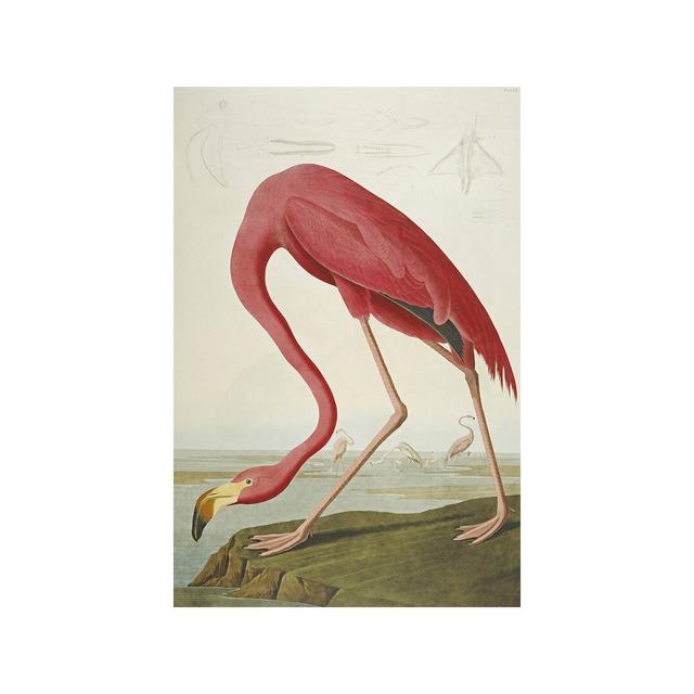 John Audubon - Wrapped Canvas Print East Urban Home Size: 66.04cm H x 45.72cm W x 1.91cm D on Productcaster.