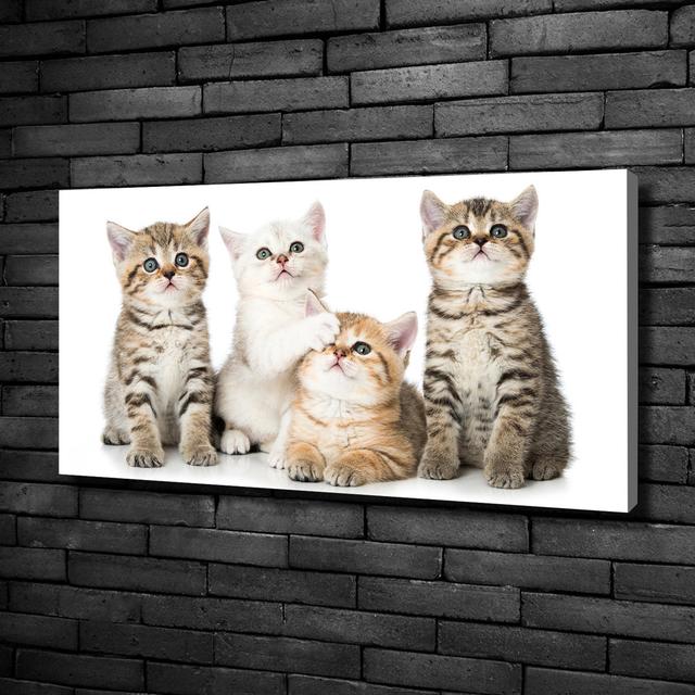 Small Cats - Wrapped Canvas Art Prints Latitude Run on Productcaster.