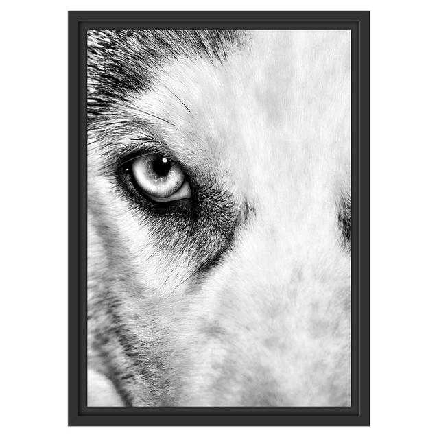 Gerahmtes Wandbild Husky mit Eisblauen Augen East Urban Home Größe: 55 cm H x 40 cm B on Productcaster.