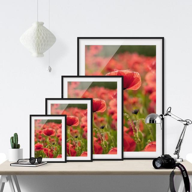 Poppy Field in the Sunlight Framed Photographic Art Print East Urban Home Rahmenoptionen: Matt black, Size: 100 cm H x 70 cm W on Productcaster.