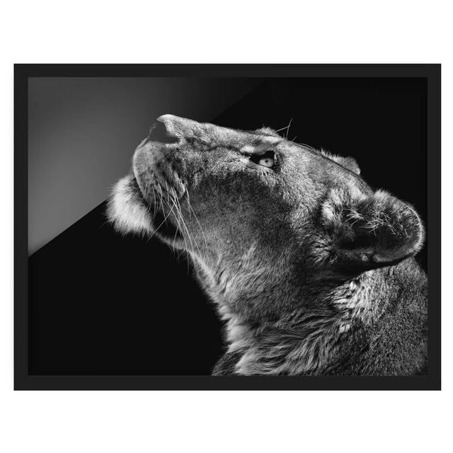 Portrait of a Lioness - Picture Frame Photograph Ebern Designs Framed Option: Black Framed, Size: 50cm H x 70cm W x 2cm D on Productcaster.