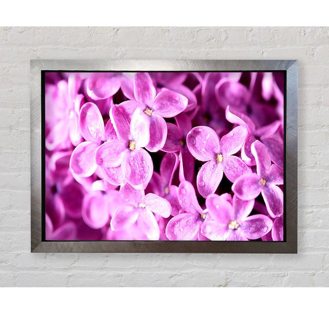 Lilac Flowers Macro - Print Brayden Studio Size: 42cm H x 59.7cm W x 3cm D, Format: White Framed Paper on Productcaster.