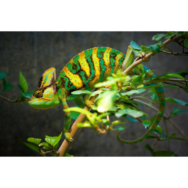 Veiled Chameleon - Wrapped Canvas Print Ebern Designs Size: 20cm H x 30cm W on Productcaster.