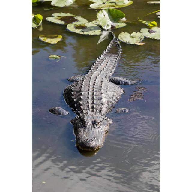 Alligator Mississippiensis - Foto auf Leinwand ModernMoments Größe: 75 cm H x 50 cm B on Productcaster.