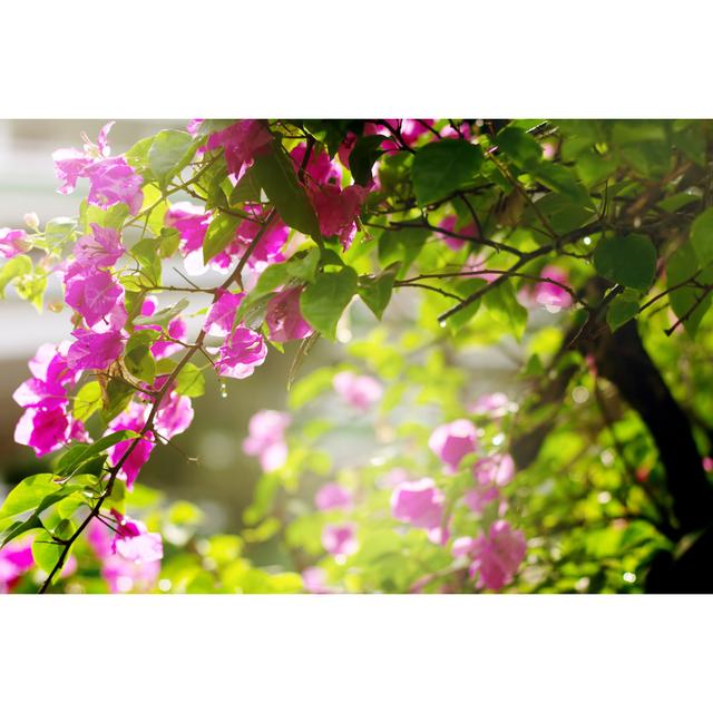 Bougainvillea Flowers in a Garden by DariaZu - Wrapped Canvas Photograph 17 Stories Size: 81cm H x 122cm W on Productcaster.