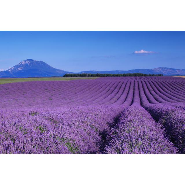 Karinne Lavander and Mountain - Wrapped Canvas Photograph Latitude Run Size: 30cm H x 46cm W x 3.8cm D on Productcaster.