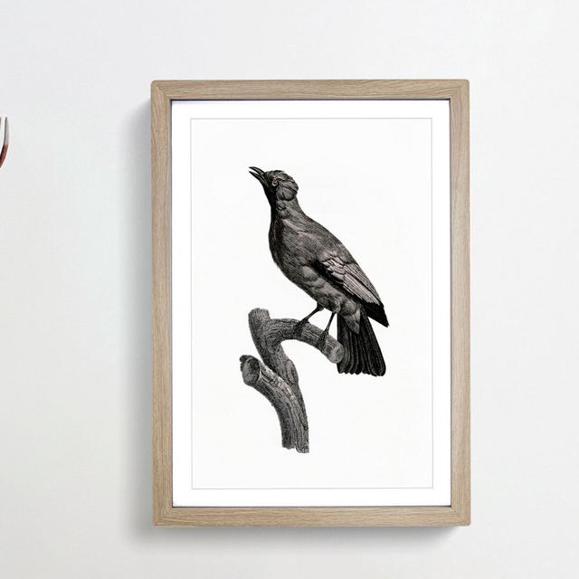 Paradise Crow by Jacques Barraband - Picture Frame Painting Print East Urban Home Frame Option: Oak Framed, Size: 48cm H x 36cm W x 2cm D on Productcaster.