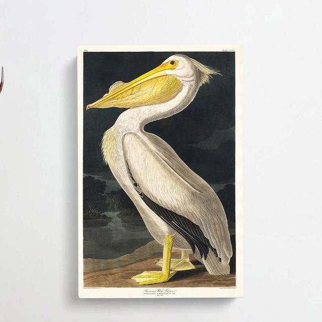 American White Pelican by John James Audubon - Wrapped Canvas Painting Print East Urban Home Size: 50cm H x 35cm W x 3cm D on Productcaster.