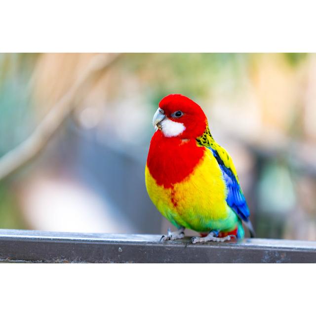 Eastern Rosella by Emranashraf - Wrapped Canvas Photograph 17 Stories Size: 81cm H x 122cm W on Productcaster.