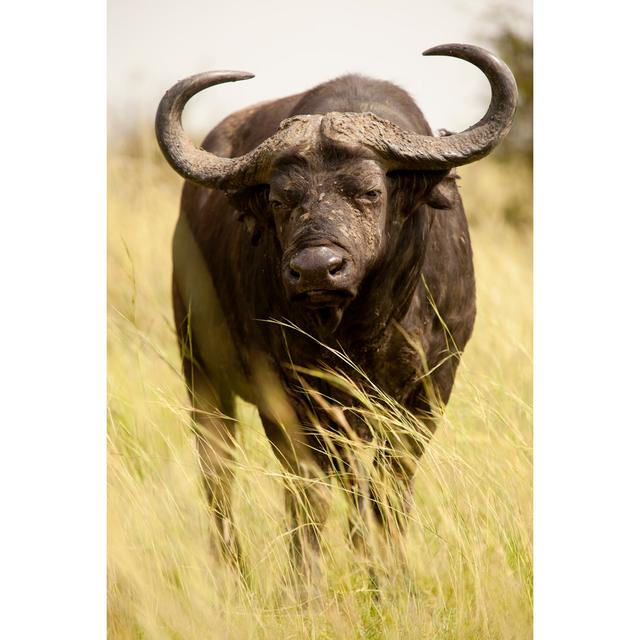 Buffaloe In Murchison Falls National Park-portrait by 1001slide - No Frame Print on Canvas Natur Pur Size: 91cm H x 61cm W on Productcaster.