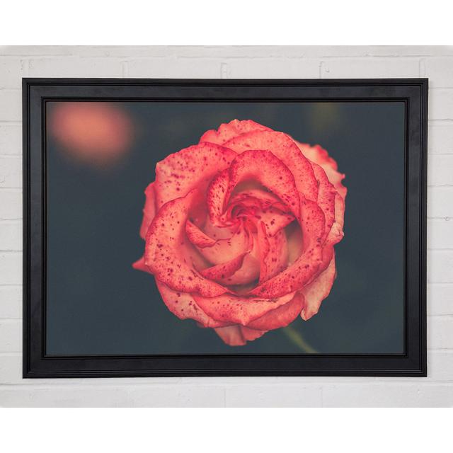 Pretty Speckled Flower - Print Brayden Studio Size: 59.7cm H x 84.1cm W x 1.5cm D, Format: Whistler Matte Black Framed Paper on Productcaster.