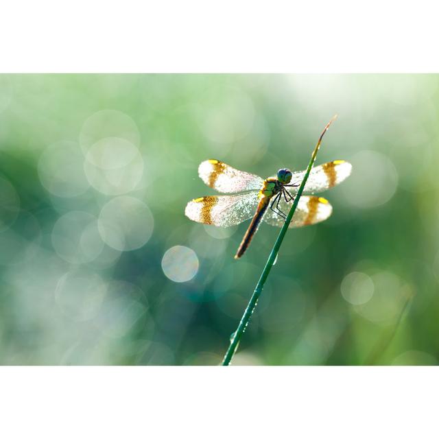 Macro Of Dragonfly by Wingmar - No Frame Art Prints on Canvas Latitude Run Size: 120cm H x 80cm W on Productcaster.