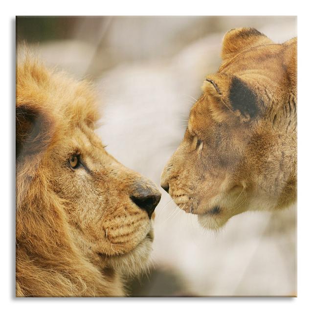 Lion Couple in Love - Unframed Photograph on Glass Ebern Designs Size: 60cm H x 60cm W x 0.4cm D on Productcaster.