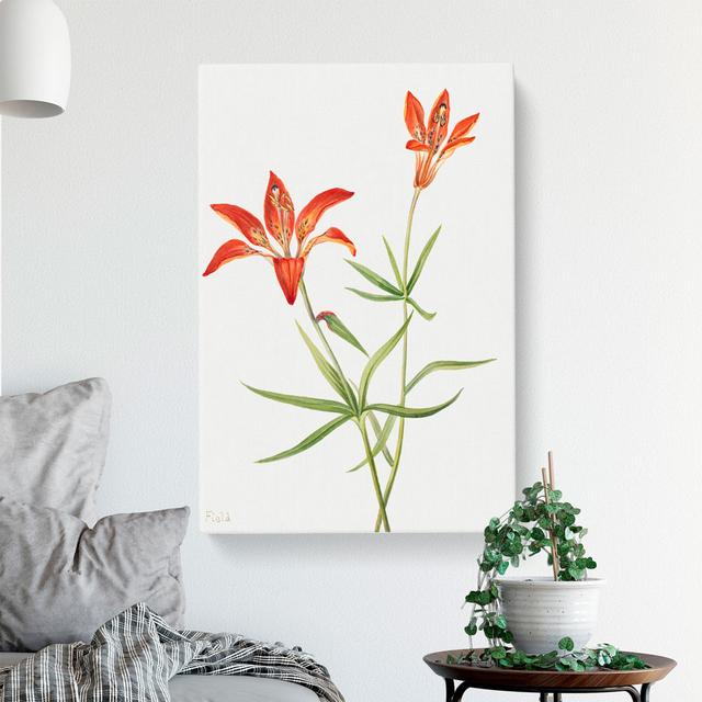 Lily by Mary Vaux Walcott - Wrapped Canvas Graphic Art East Urban Home Size: 60cm H x 40cm W x 3cm D on Productcaster.