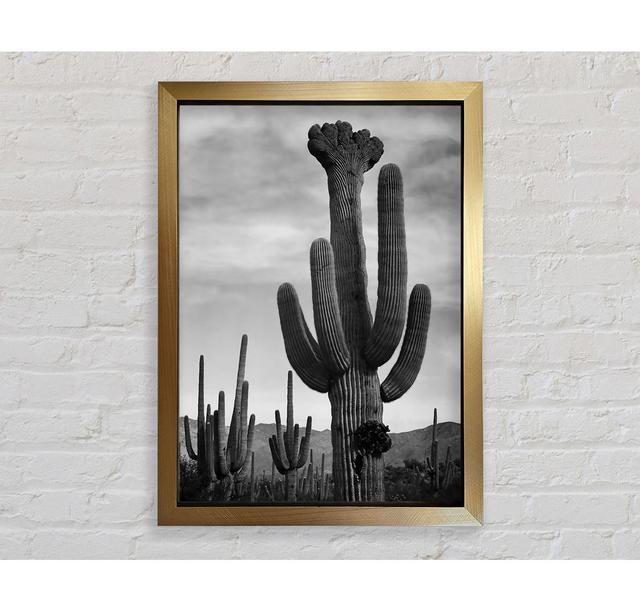 Cactus In Saguaro National Monument In Arizona B N W by Ansel Adams - Single Picture Frame Art Prints Bright Star Size: 84.1cm H x 59.7cm W x 3.4cm D on Productcaster.