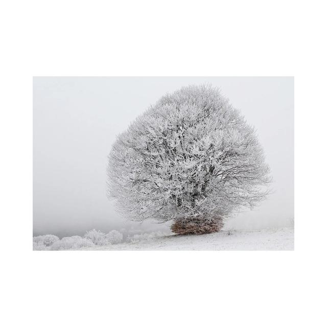 Iced Tree by Karen Mandau - Wrapped Canvas Photograph Latitude Run Size: 20.32cm H x 30.48cm W x 1.905cm D on Productcaster.