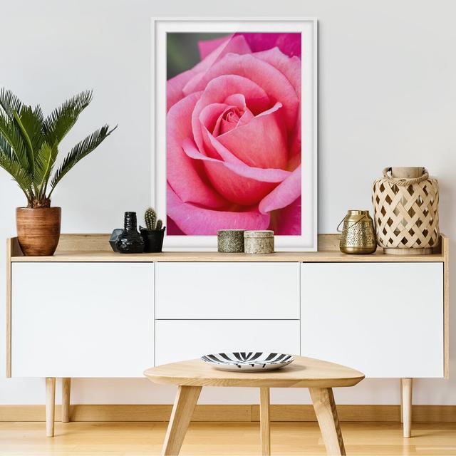 Pink Rose Flower in Front of Green - Picture Frame Photograph Rosdorf Park Size: 55cm H x 40cm W x 2cm D, Frame Option: White Framed on Productcaster.