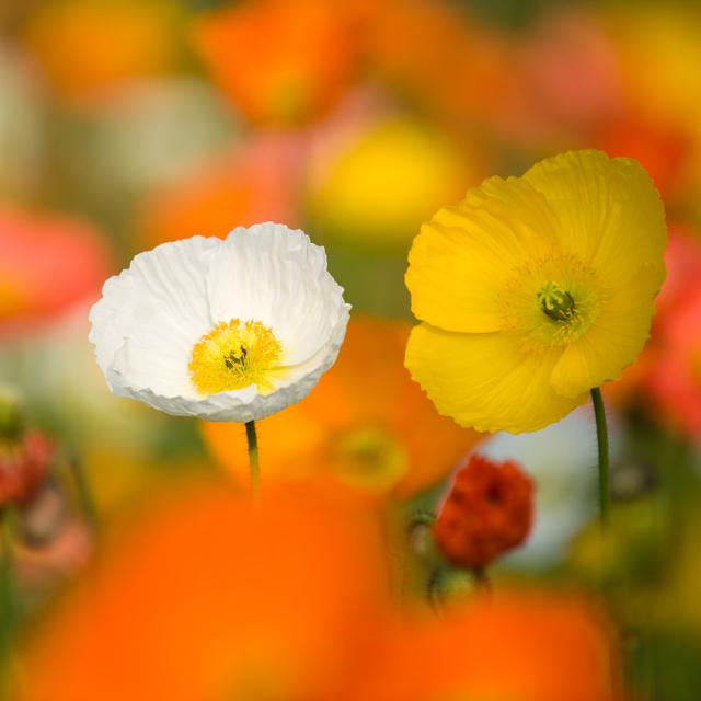 Darbydale Colourful Poppy Flowers by Hxdbzxy - Wrapped Canvas Print Latitude Run Size: 30cm H x 30cm W x 3.8cm D on Productcaster.