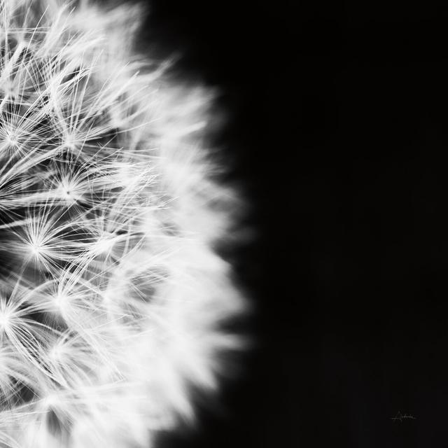 Dandelion on Black II by Aledanda - Wrapped Canvas Photograph Ebern Designs Size: 30cm H x 30cm W on Productcaster.