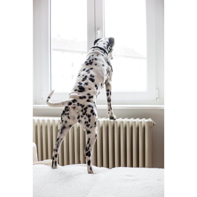 Dalmatian Looking Out The Window by Alvarez - No Frame Print on Canvas 17 Stories Size: 30cm H x 20cm W on Productcaster.