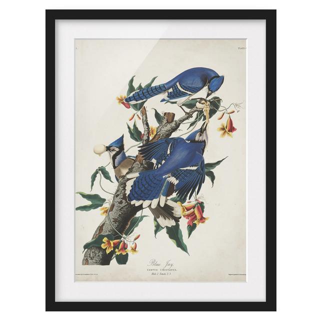 Vintage Instructional Panel Blue Jay - Picture Frame Graphic Art Marlow Home Co. Frame Option: Black Framed, Size: 70cm H x 50cm W x 2cm D on Productcaster.