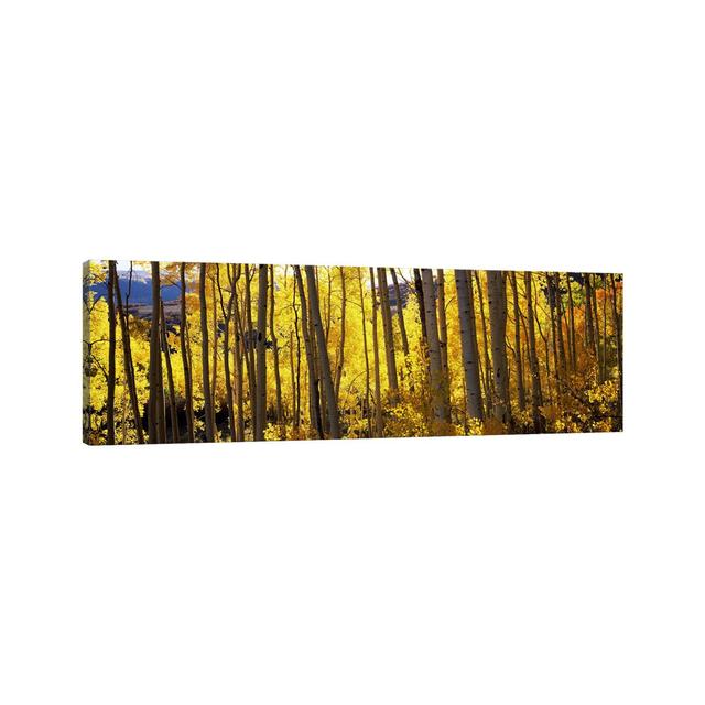 Aspen Trees In Autumn, Colorado, USA Union Rustic Size: 30.48cm H x 91.44cm W x 1.91cm D on Productcaster.